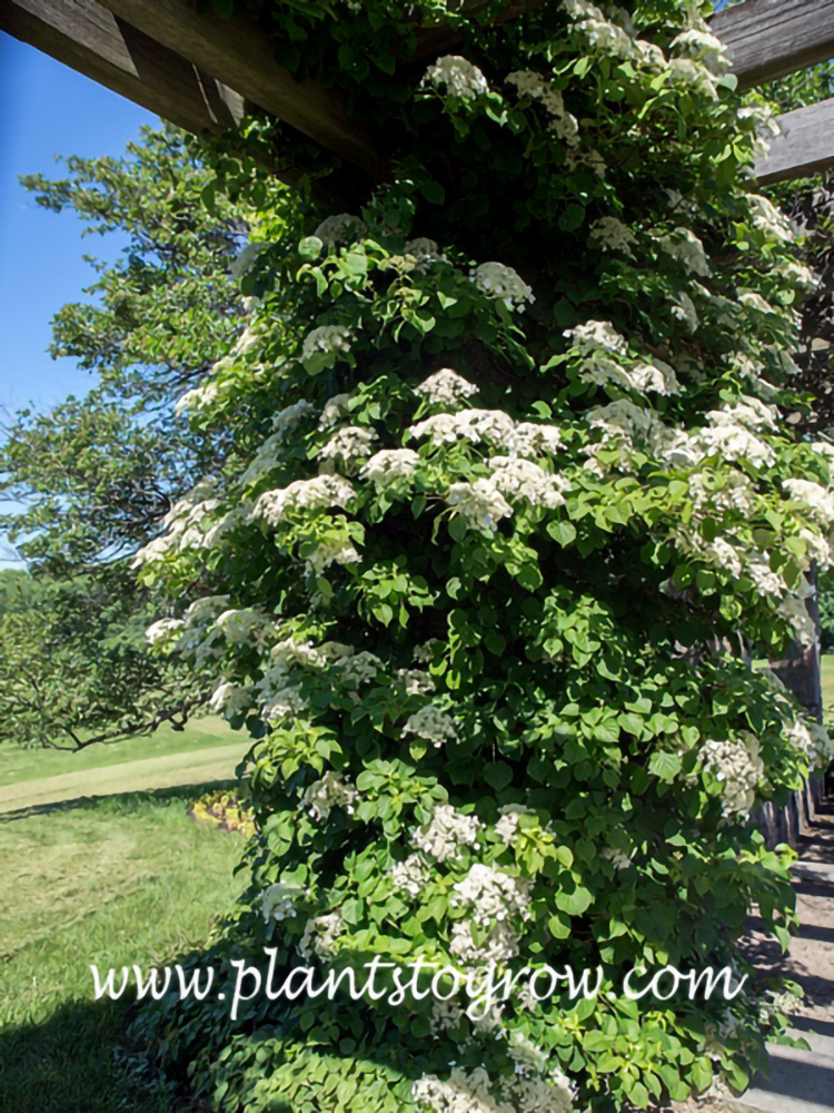 Climbing Hydrangea (Hydrangea anomala subsp petiolaris) 
(June 19)